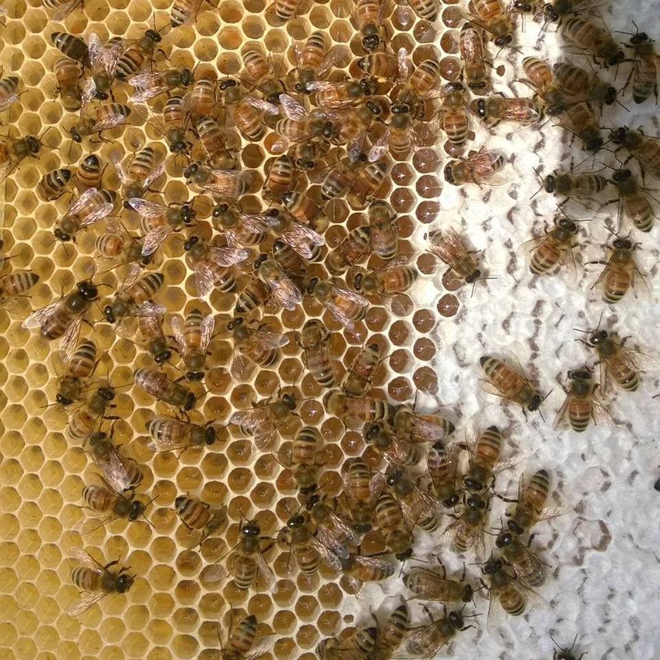 Smallbee Honey 1 kg - image 2